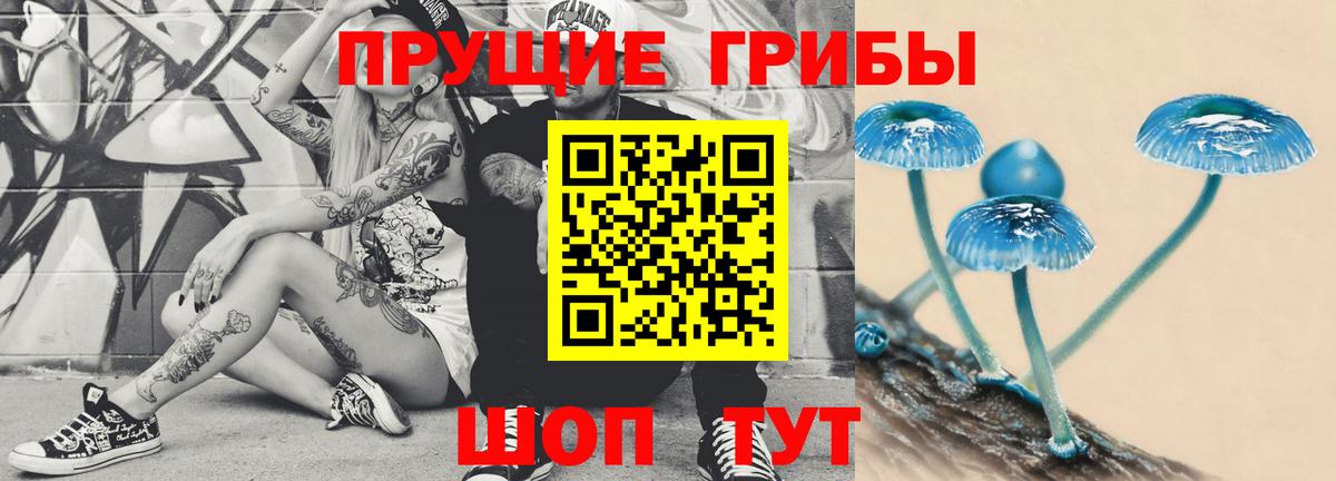 Галлюциногенные грибы Psilocybe Югорск